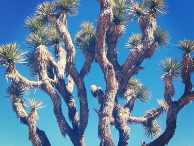 346Travel: Joshua Tree