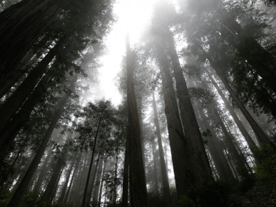 1382Travels: Humboldt, California