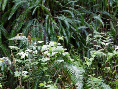 1382Travels: Humboldt, California