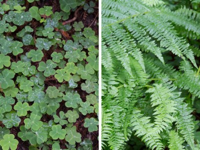 1382Travels: Humboldt, California