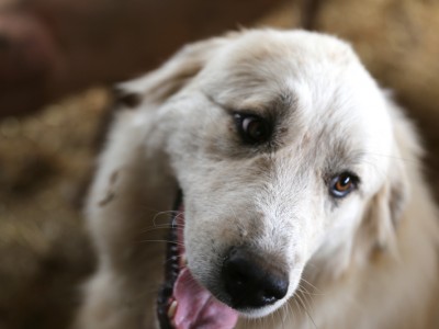 1609Travel Oregon: Boondockers Farm