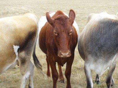 1609Travel Oregon: Boondockers Farm