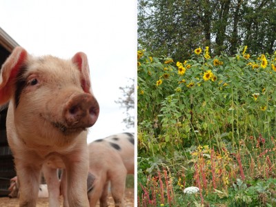 1609Travel Oregon: Boondockers Farm